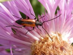 Kleiner Schmalbock (Stenurella melanura) auf Flockenblume