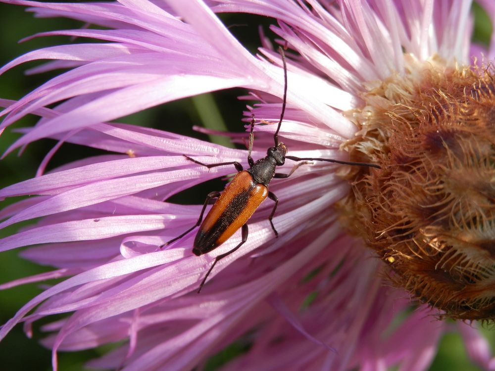 Kleiner Schmalbock (Stenurella melanura) auf Flockenblume