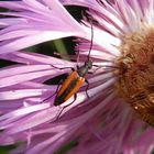 Kleiner Schmalbock (Stenurella melanura) auf Flockenblume