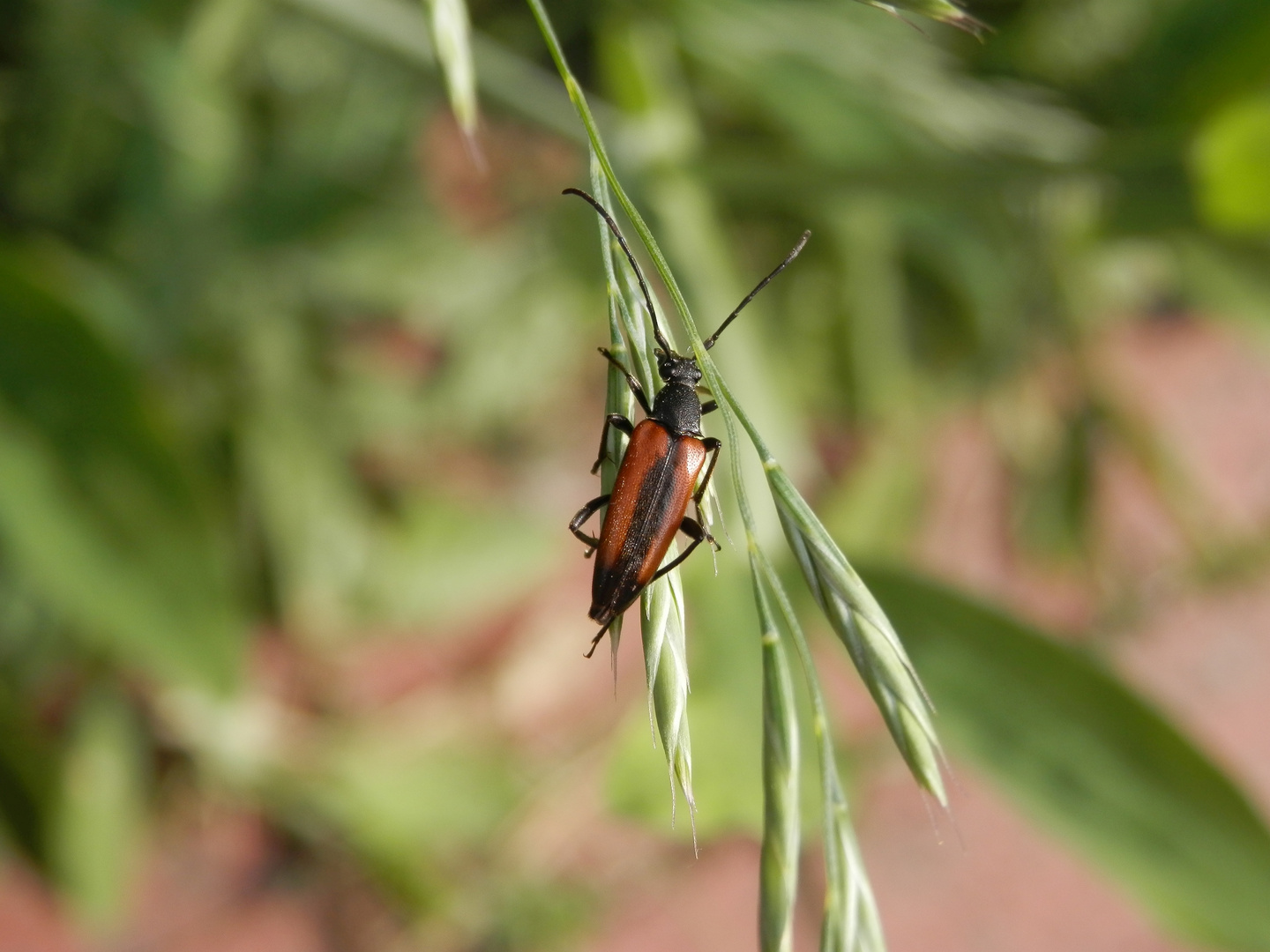 Kleiner Schmalbock (Stenurella melanura) auf Gras