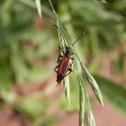 Kleiner Schmalbock (Stenurella melanura) auf Gras