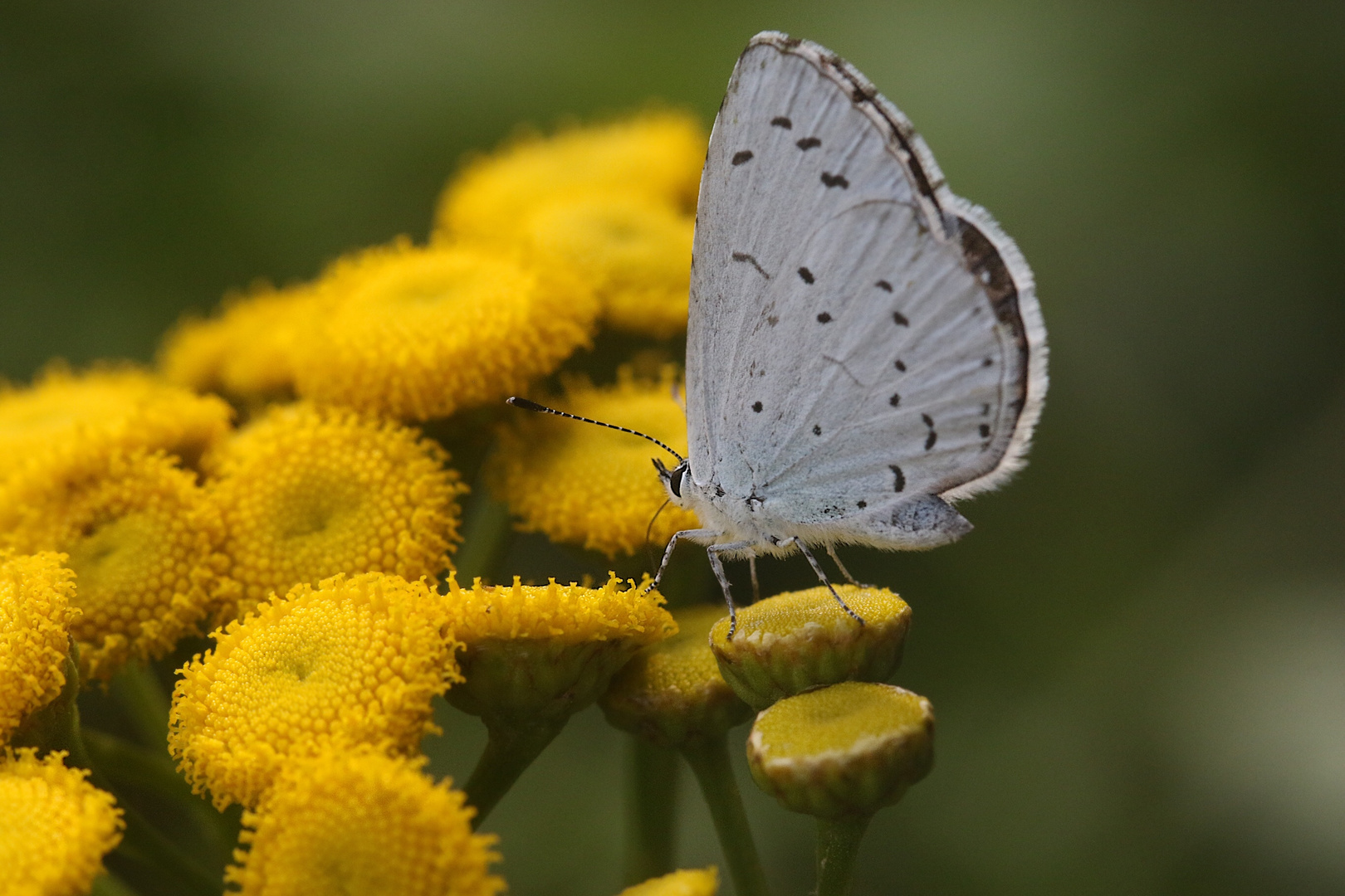 Kleiner Schmetterling