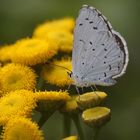 Kleiner Schmetterling