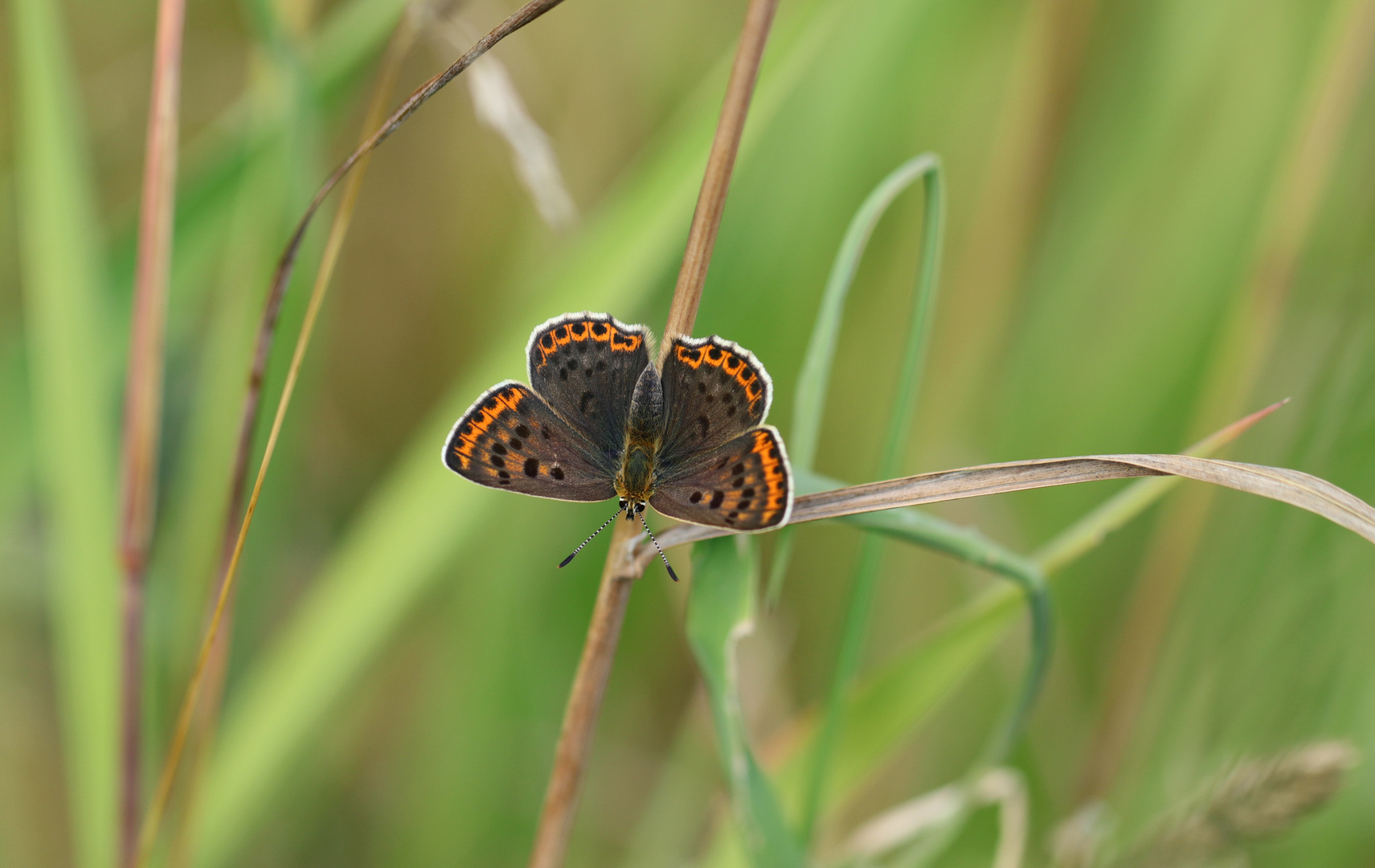 kleiner Schmetterling