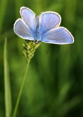 kleiner Schmetterling