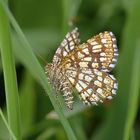 Kleiner Schmetterling