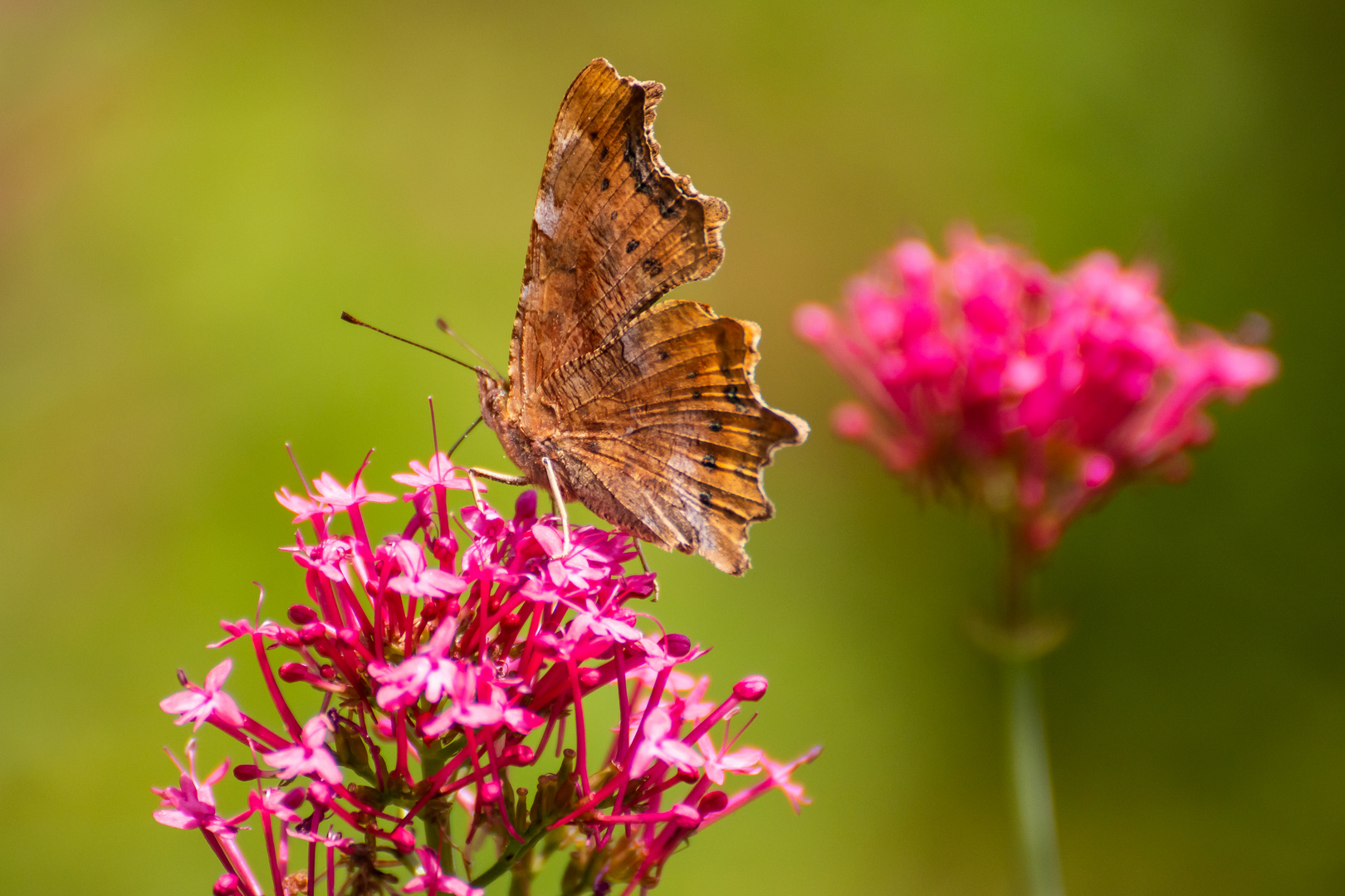 Kleiner Schmetterling 