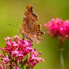 Kleiner Schmetterling 