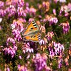 Kleiner Schmetterling