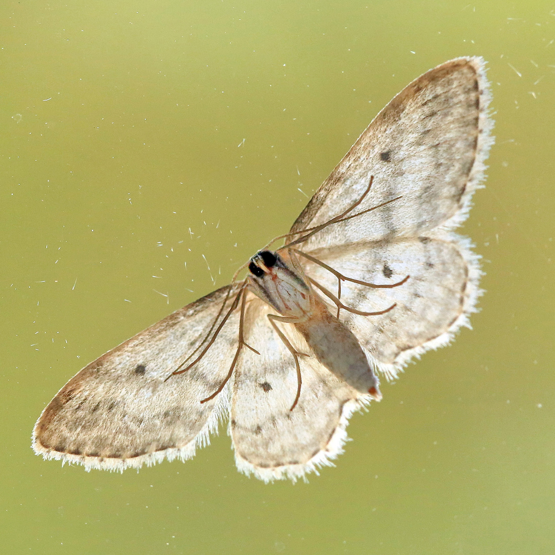 Kleiner Schmetterling