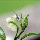 kleiner Schmetterling