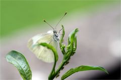 kleiner Schmetterling