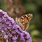 Kleiner Schmetterling