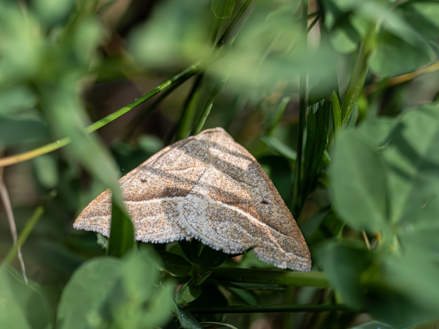 kleiner Schmetterling ?