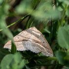 kleiner Schmetterling ?