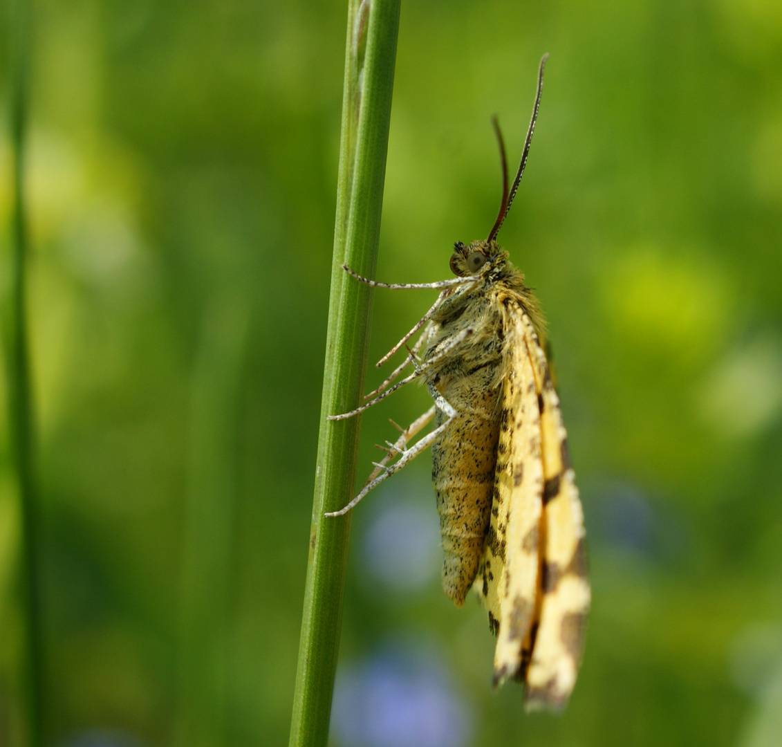 Kleiner Schmetterling