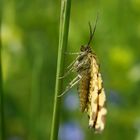 Kleiner Schmetterling