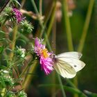 kleiner Schmetterling