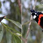 Kleiner Schmetterling 3D