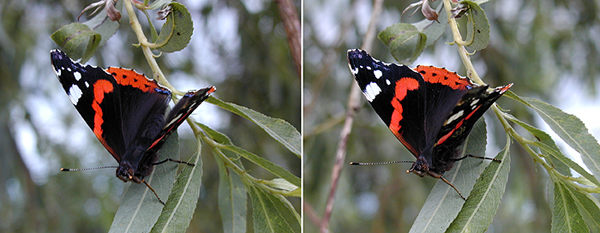 Kleiner Schmetterling 3D