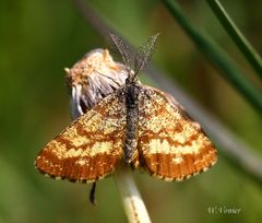 Kleiner Schmetterling