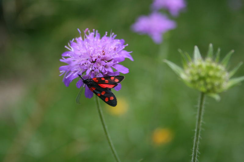 Kleiner Schmetterling