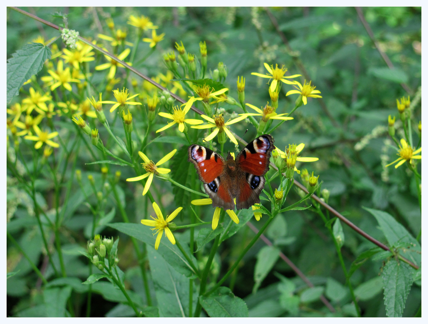 kleiner Schmetterling