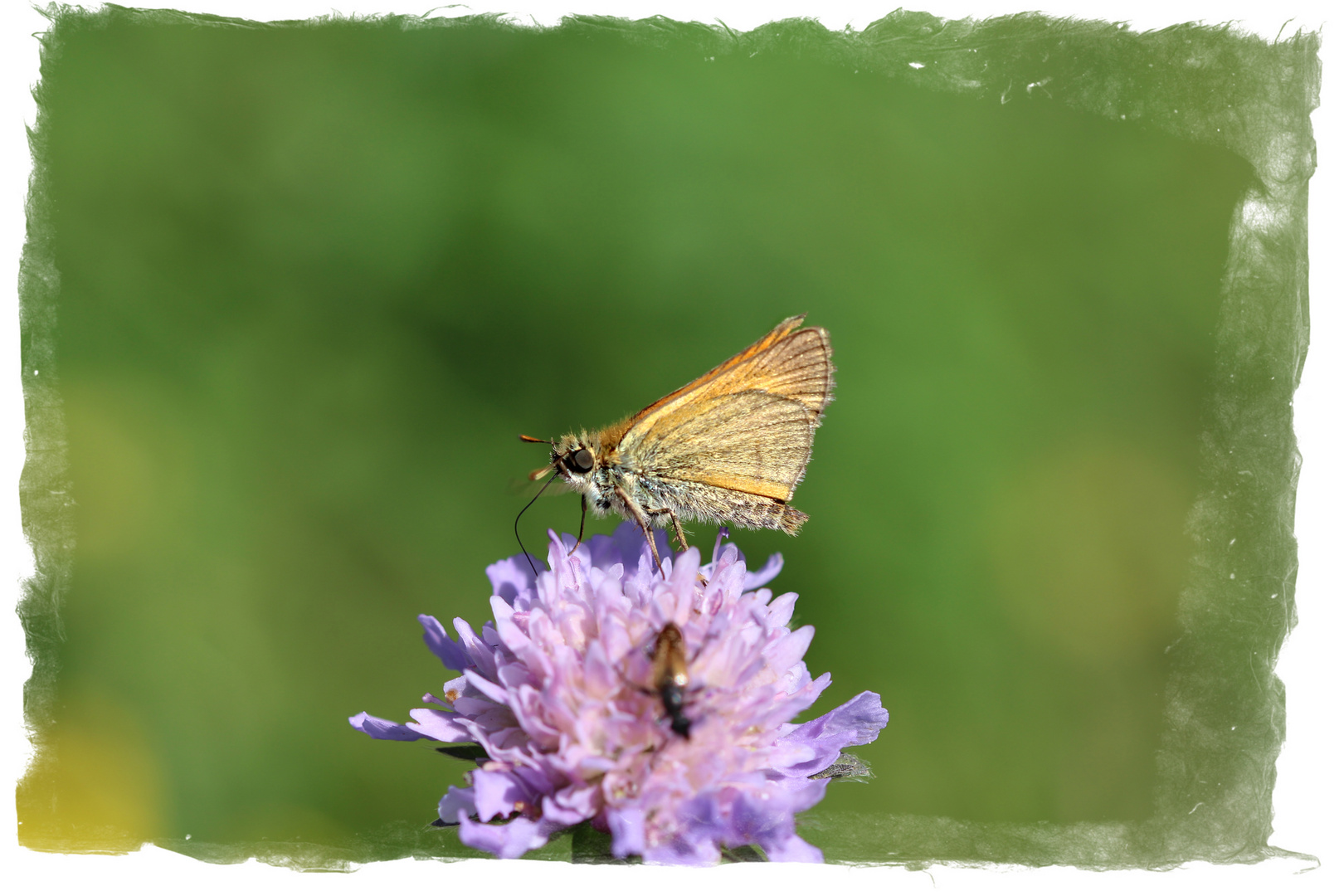 Kleiner Schmetterling 