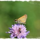 Kleiner Schmetterling 