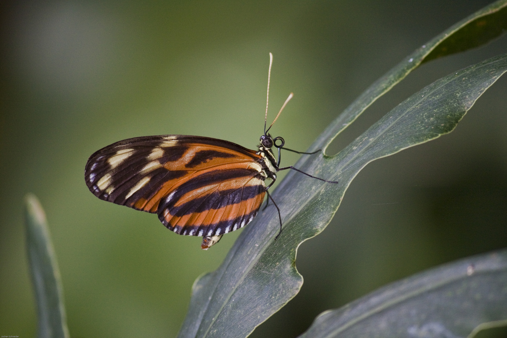 Kleiner Schmetterling