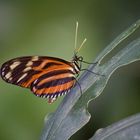 Kleiner Schmetterling