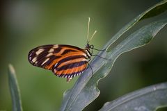 Kleiner Schmetterling