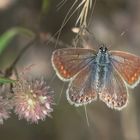 Kleiner Schmetterling 