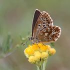 kleiner Schmetterling