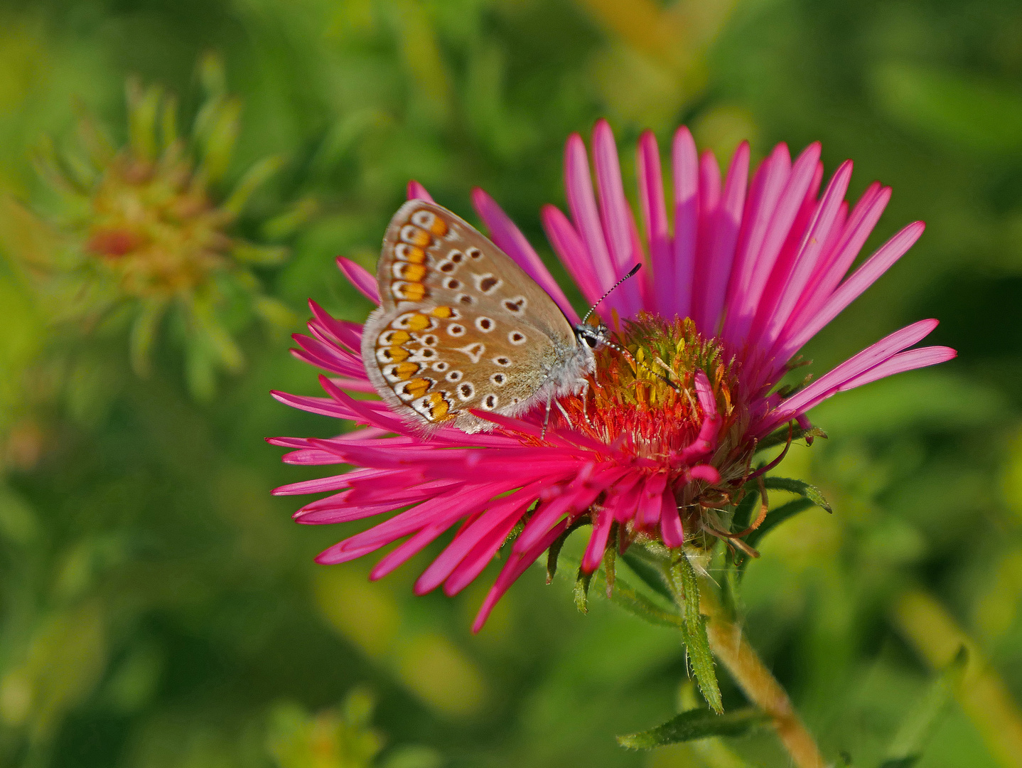 Kleiner Schmetterling