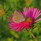 Kleiner Schmetterling