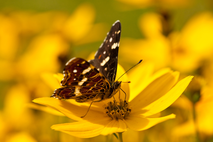 Kleiner Schmetterling