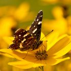 Kleiner Schmetterling