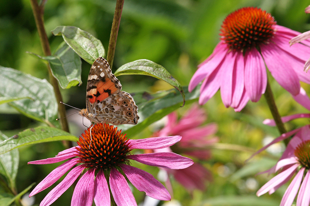 Kleiner Schmetterling