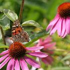 Kleiner Schmetterling