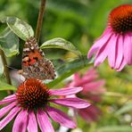 Kleiner Schmetterling