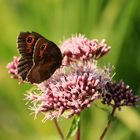 Kleiner Schmetterling