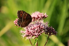 Kleiner Schmetterling