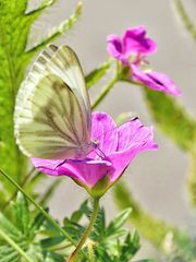 Kleiner Schmetterling