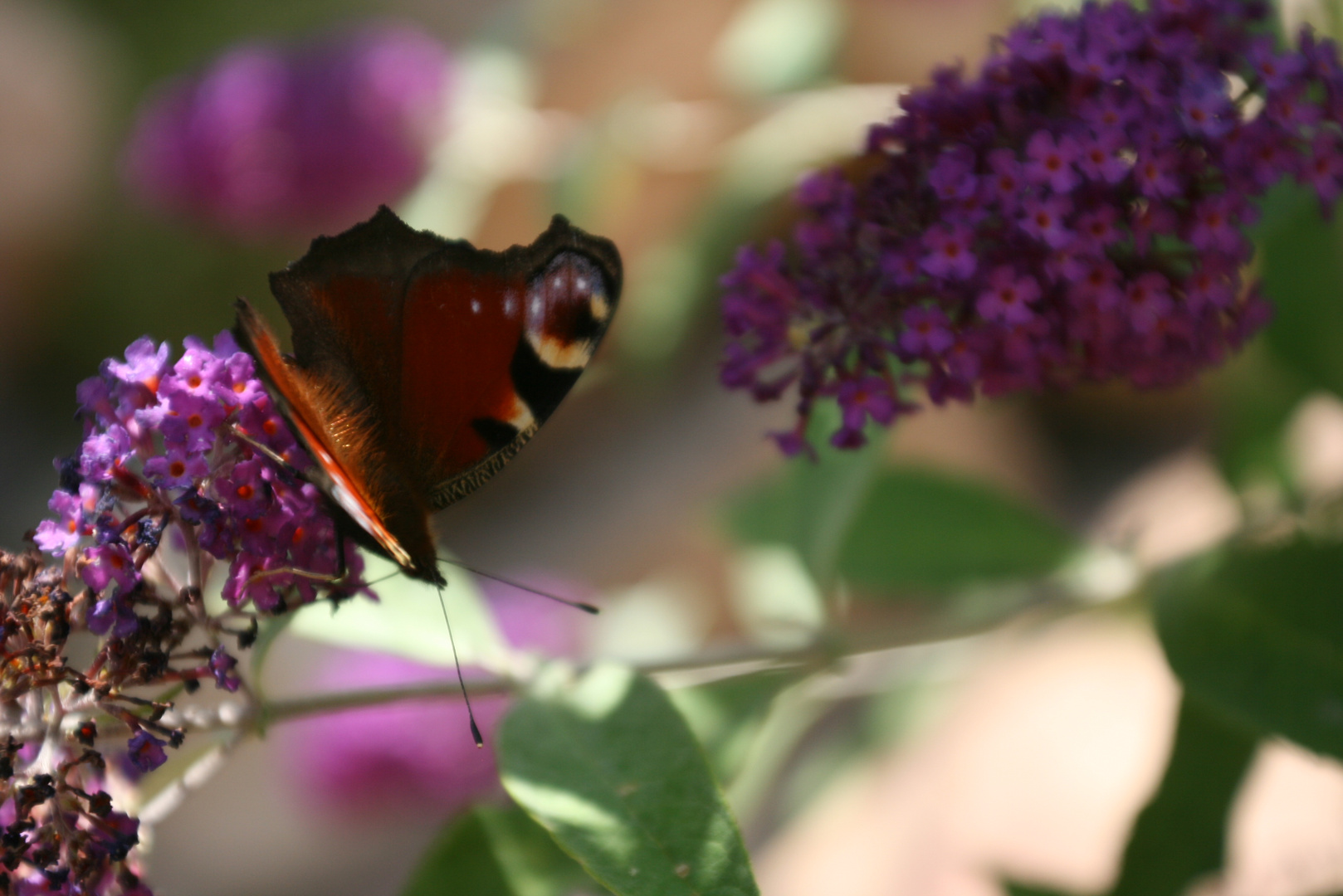 kleiner Schmetterling