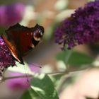 kleiner Schmetterling