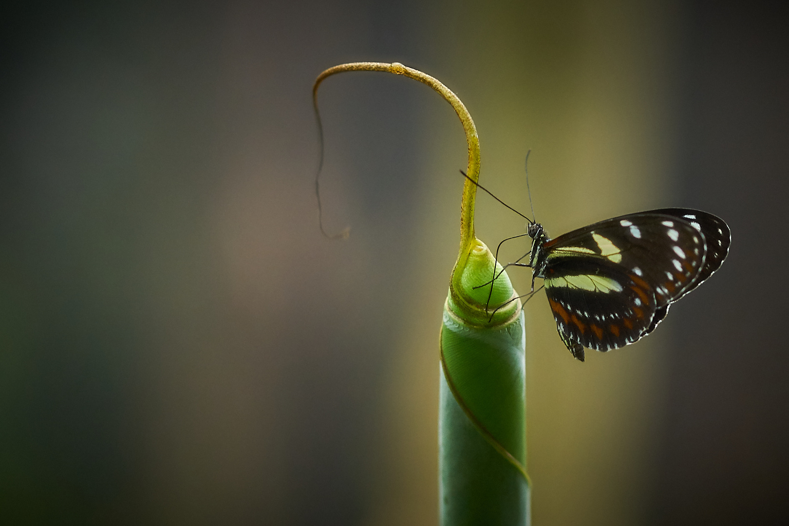 Kleiner Schmetterling