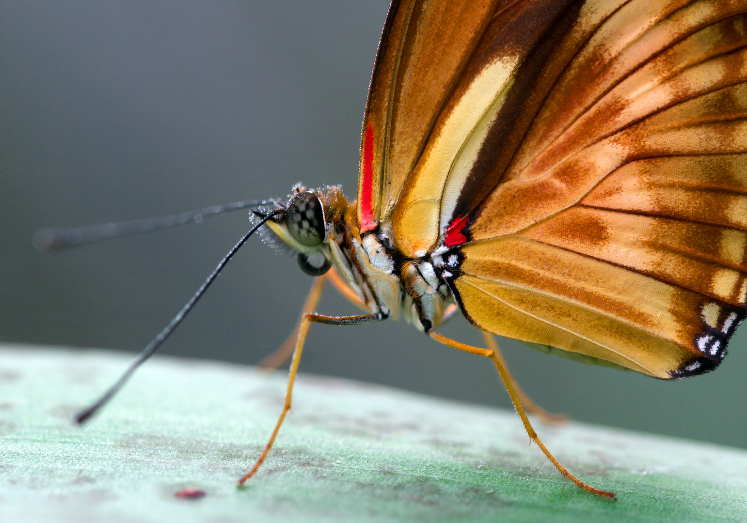 kleiner Schmetterling