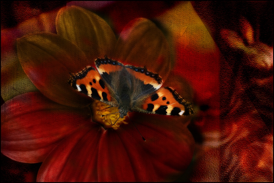 Kleiner Schmetterling