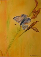 kleiner Schmetterling, Aquarell